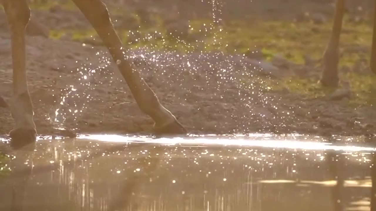 Wild Metamorphosis Animal Transitions Await