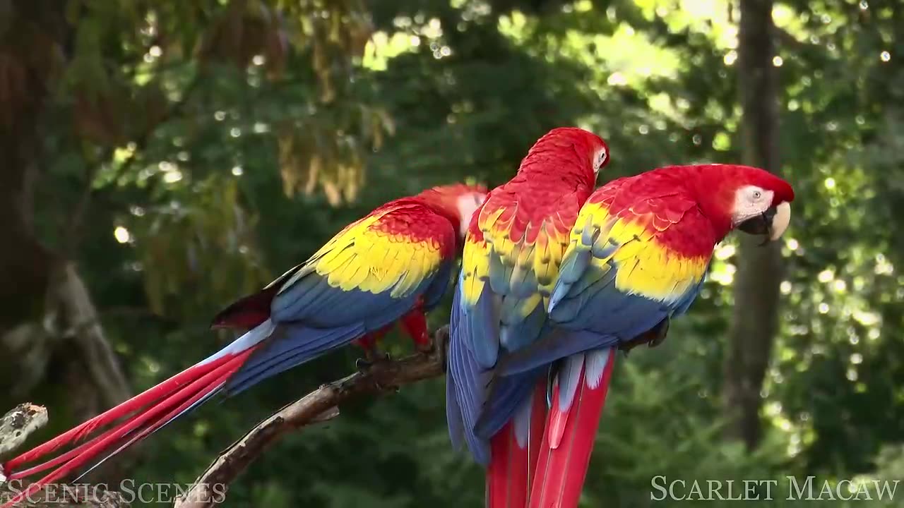 NATURE | WILDLIFE | AMAZON