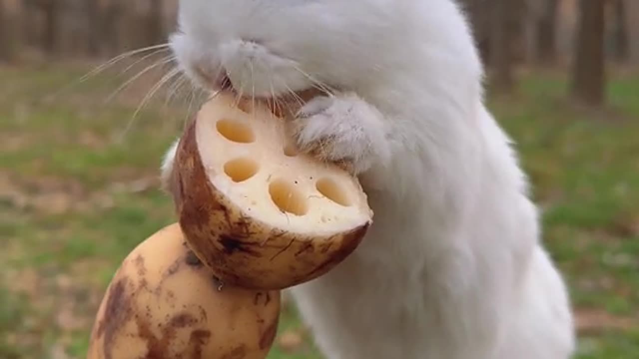 They rabbit can do better eyeliner than me ðŸ˜
