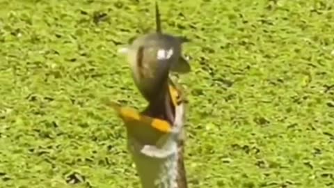 Amazing Fish escape from killing🐟🦅 #food #animal clips🙏