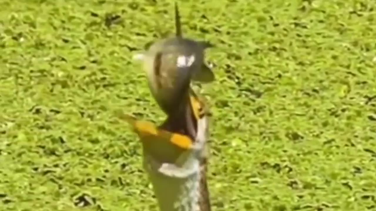 Amazing Fish escape from killing🐟🦅 #food #animal clips🙏