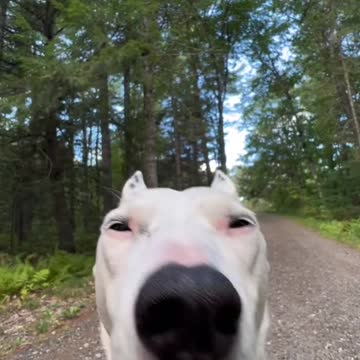 Beautiful clips dogs