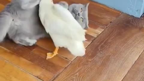 That cat is going to murder that duck one day🤬🤬