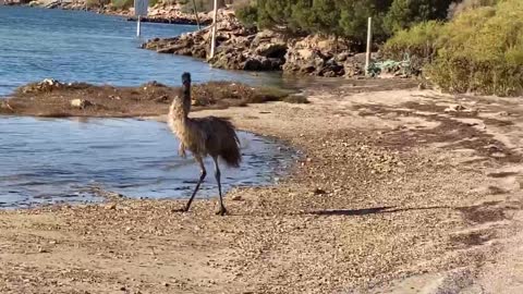 Emu dance