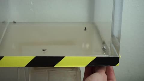 Flies cannot fly in a vacuum