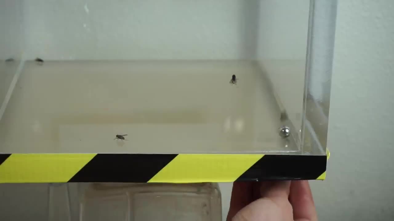 Flies cannot fly in a vacuum