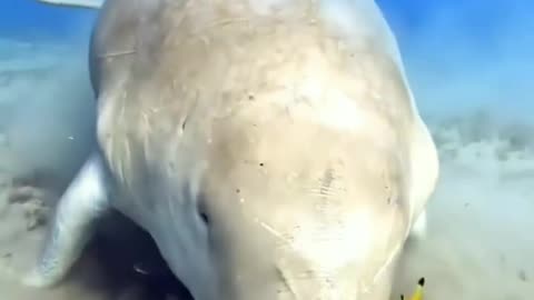 The Amazing Sea Cow