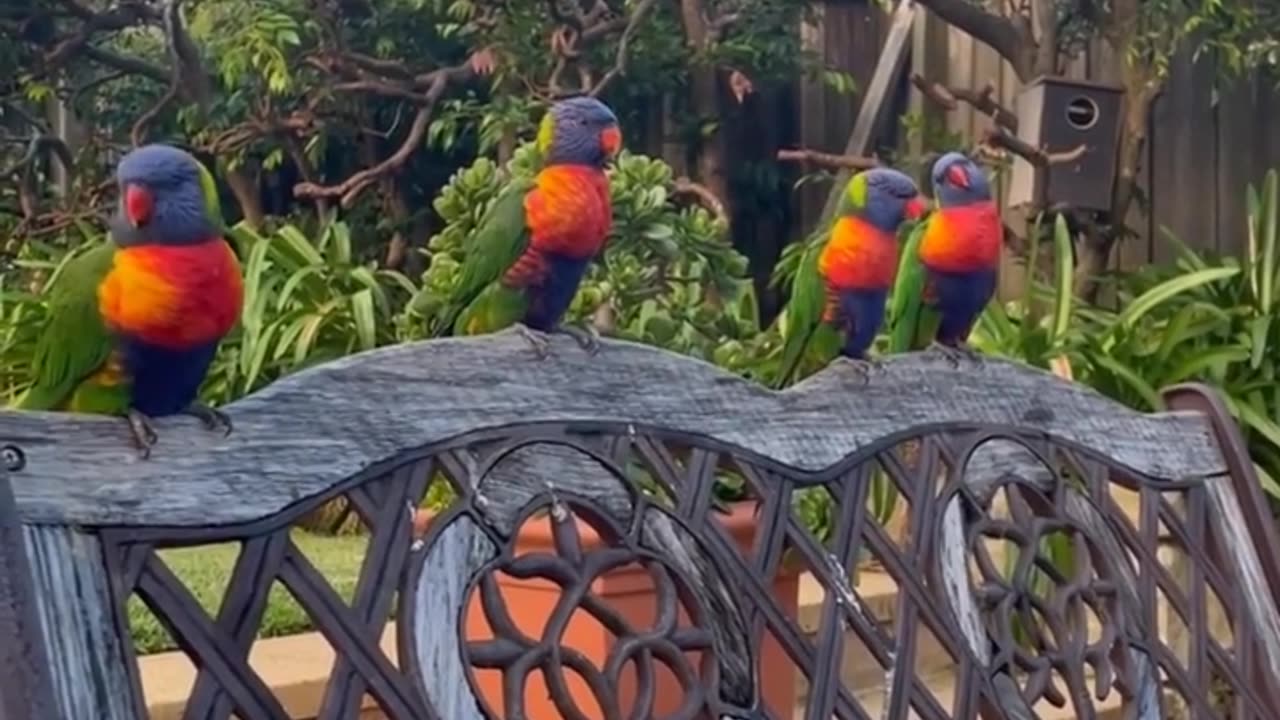 Imagine waking up to this 😍💚🦜