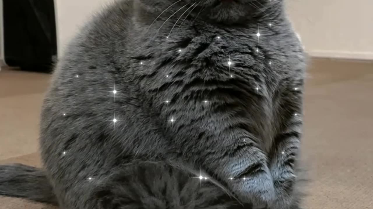 Gray cat dance clip