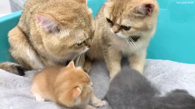 Dad cat takes care of his daughter like the best nanny and mom cat is gone