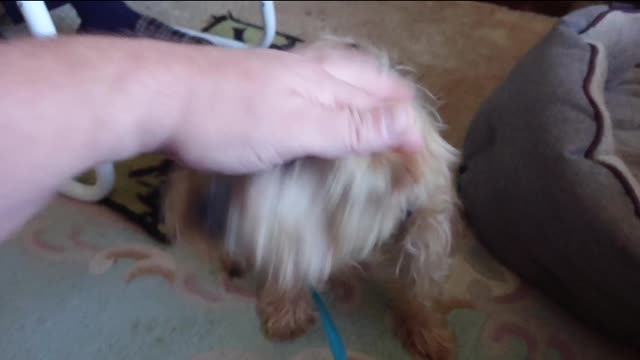 Mitch the Norfolk Terrier responds to having a English accent
