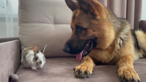 German Shepherd Loves Baby Bunny