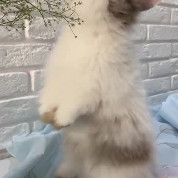 Omg Funny Video #Shorts