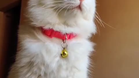 Cute and funny cat video.