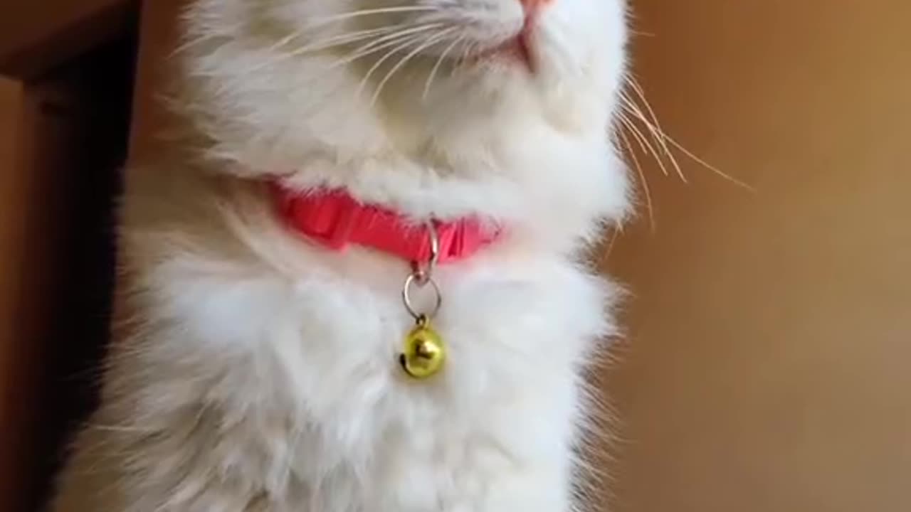 Cute and funny cat video.