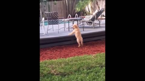 Episode 46 - Unwind with pets