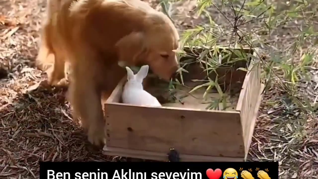 Good dogs👍👍