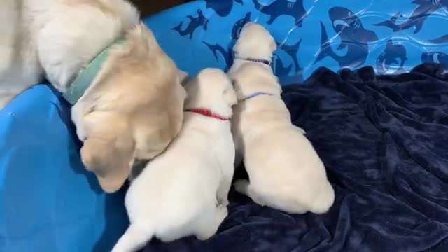 FLASHBACK FRIDAY! Aunt Sadie Visits the Puppies for the FIRST Time!