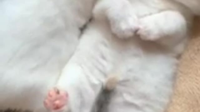 Funny Cats Videos 😄🐾😂