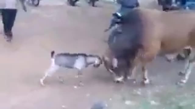 This goat is so brave that he push down a big cow