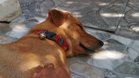 What if you spoiled your dog