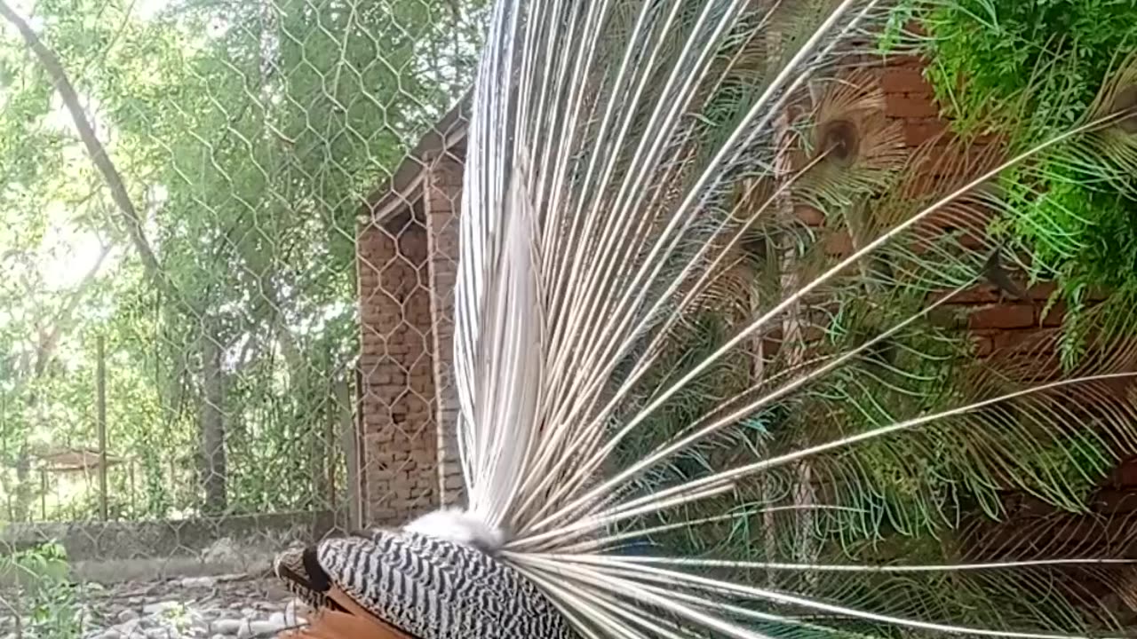 Peacock dance