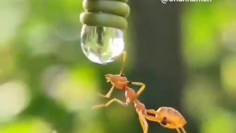 A spectacular image of an ant drinking water