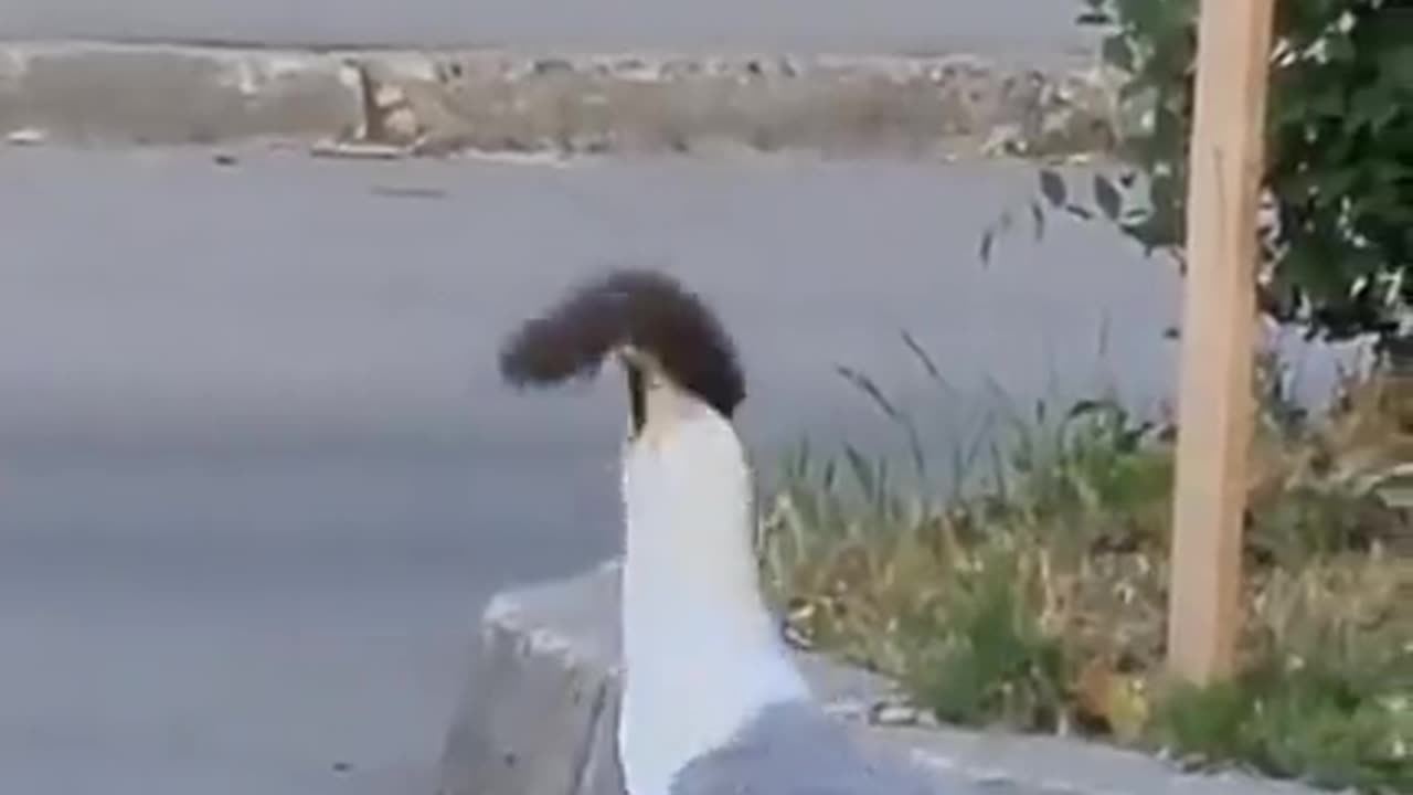 Seagull Eating Squirrel