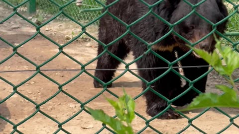 Bear In A Cage