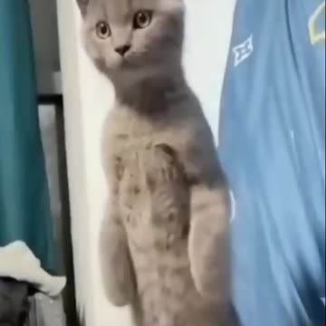 Cat videos | Fanny cat videos | kittycat videos | Animal video | pet video |