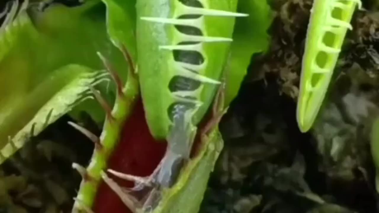 Omnivorous Tree Eating video.