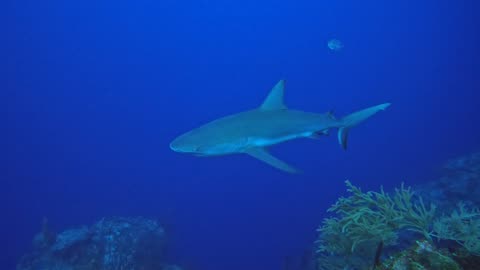 Reef Shark off the wall