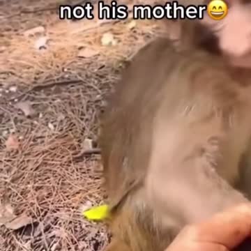 Baby monkey reaction is priceless