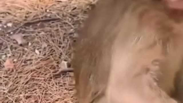 Baby monkey reaction is priceless