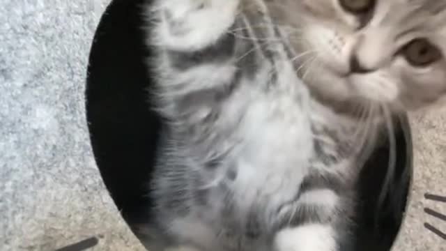 Little kitten