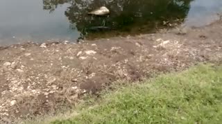 Haysville Park - Catfish in pond