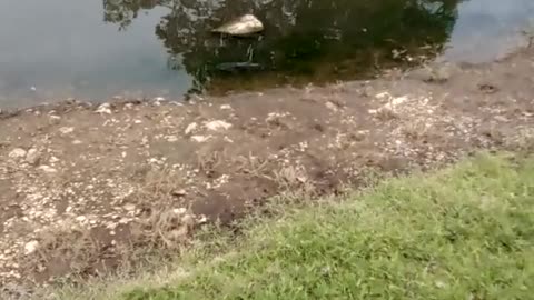 Haysville Park - Catfish in pond