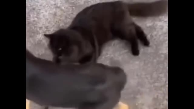 Funny Cats 😂 Try not to laugh 😂