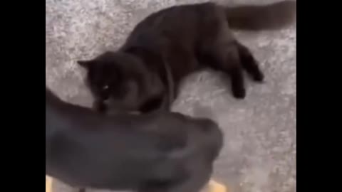 Funny Cats 😂 Try not to laugh 😂