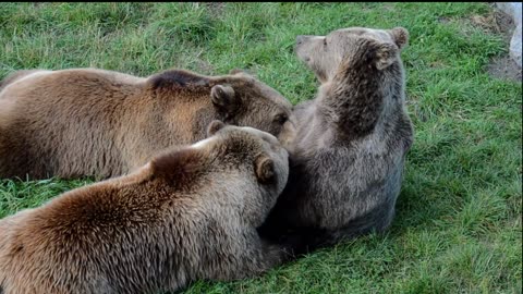 Wildlife nature animals