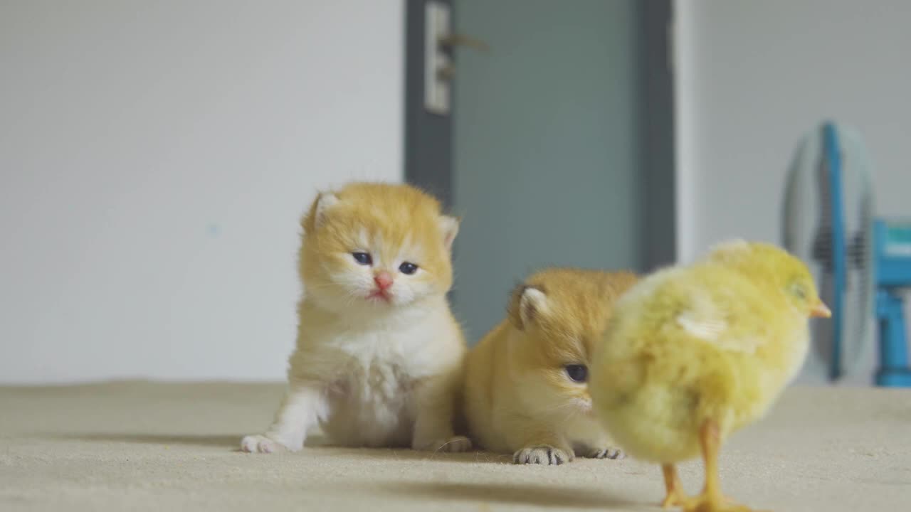 The Kitten Pudding is calling the Chicks for coming back
