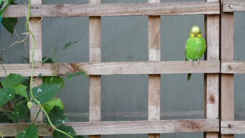 SMART AND FUNNY PARROTS COMPILATION 2021.