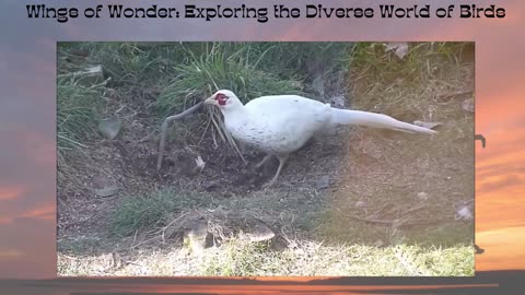 Wings of Wonder: Exploring the Diverse World of Birds
