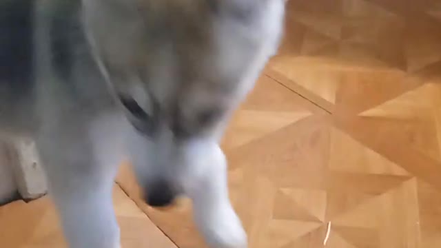Suki Eating fast 😂