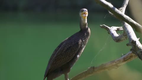 Bird Cormorant Animal World Nature Water Bird