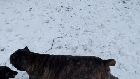 Pups first snowfall, HAVING FUN