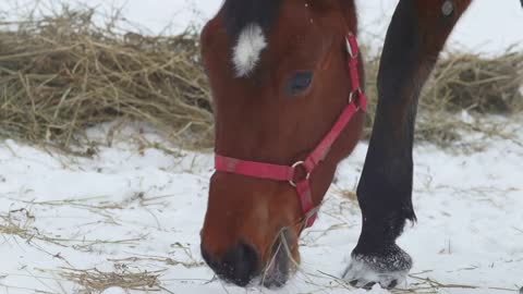 Red horse eats hay at winter paddock