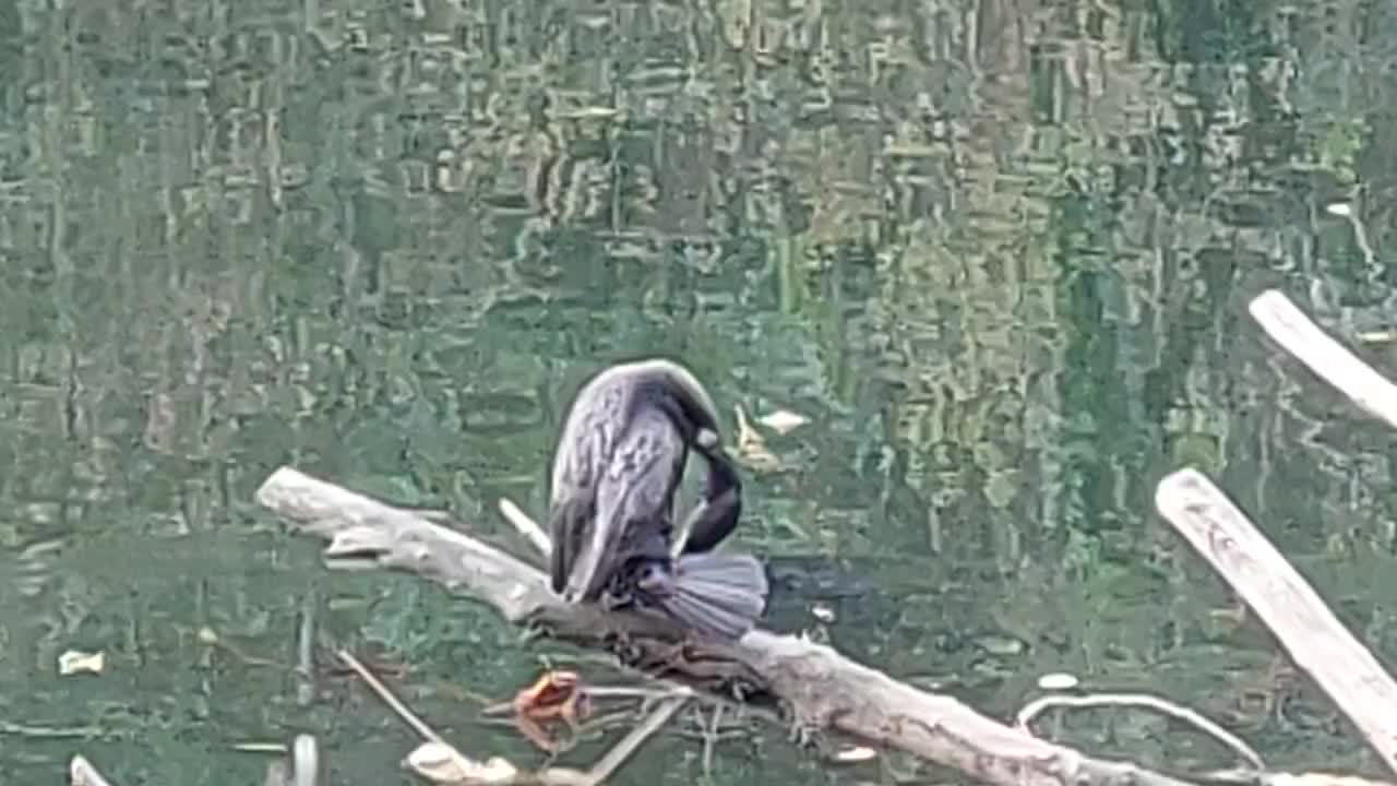 Cormorant