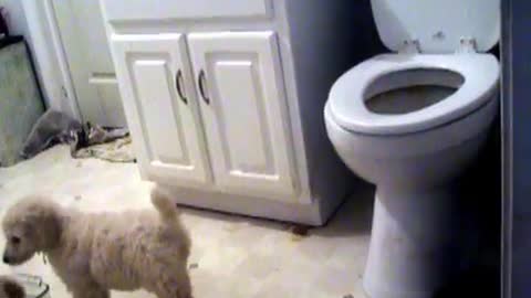 POODLE PUPS BATHROOM MAYHEM! Ring around the toilet! :)