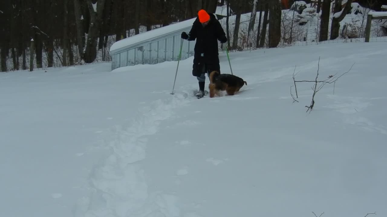 Our Airedale Duffy in the snow